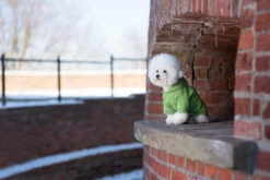 AMIPLAY Sweat-shirt à Capuche Texas Rouge 35cm -ROYAL CANIN Soldes Magasin fre pl AMIPLAY Sweat shirt a capuche Texas rouge 35cm 28486 5