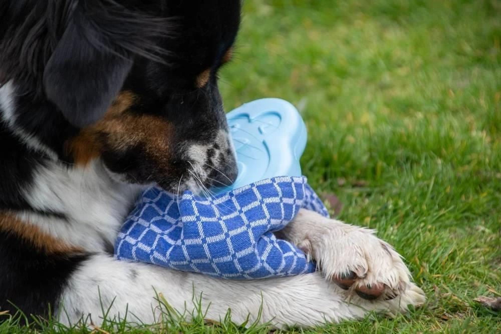 CoolPets Ice PINGWIN Pour Chiens 5 CoolPets Ice PINGWIN Pour Chiens – Image 3