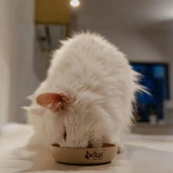 DINGO- Bol Antidérapant En Fibre De Bambou - 1500ml 12 DINGO- Bol Antidérapant En Fibre De Bambou - 1500ml -ROYAL CANIN Soldes Magasin fre pl DINGO Bol antiderapant en fibre de bambou 1500ml 29828 5