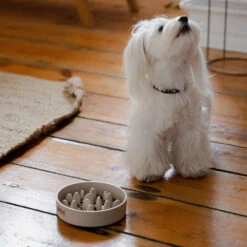 DINGO- Bol Lent En Fibre De Bambou- 800ml -ROYAL CANIN Soldes Magasin fre pl DINGO bol lent en fibre de bambou 800ml 29822 4