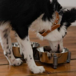 DINGO-set D'alimentation -2x1120 Ml 9 DINGO-set D'alimentation -2x1120 Ml -ROYAL CANIN Soldes Magasin fre pl DINGO set dalimentation 2x1120 ml 29836 4