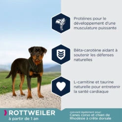 EUKANUBA Breed Specific Rottweiler 12kg+ Surprise Gratuite Pour Votre Chien -ROYAL CANIN Soldes Magasin fre pl EUKANUBA Breed Specific Rottweiler 12kg Surprise gratuite pour votre chien 27363 4