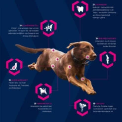 EUKANUBA Breed Specific Rottweiler 12kg+ Surprise Gratuite Pour Votre Chien -ROYAL CANIN Soldes Magasin fre pl EUKANUBA Breed Specific Rottweiler 12kg Surprise gratuite pour votre chien 27363 5