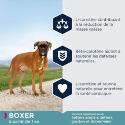Eukanuba Adult Breed Specific Boxer 12kg -ROYAL CANIN Soldes Magasin fre pl Eukanuba Adult Breed Specific Boxer 12kg 15577 4