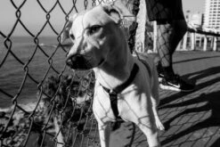 Harnais Pour Chien ZEE DOG GOTHAM - L -ROYAL CANIN Soldes Magasin fre pl Harnais pour chien ZEE DOG GOTHAM L 28753 3