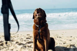 Harnais Pour Chien ZEE DOG NEOPRO - XS -ROYAL CANIN Soldes Magasin fre pl Harnais pour chien ZEE DOG NEOPRO XS 28755 3