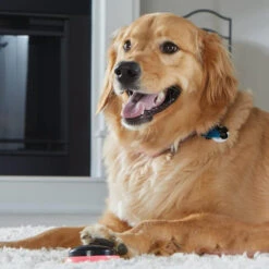 Hunger For Words TALKING PET NEXT WORDS LOCATIONS Localisation -ROYAL CANIN Soldes Magasin fre pl Hunger for Words TALKING PET NEXT WORDS LOCATIONS Localisation 29731 4