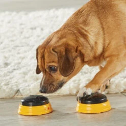 Hunger For Words TALKING PET NEXT WORDS NAMES 11 Hunger For Words TALKING PET NEXT WORDS NAMES -ROYAL CANIN Soldes Magasin fre pl Hunger for Words TALKING PET NEXT WORDS NAMES 29733 4