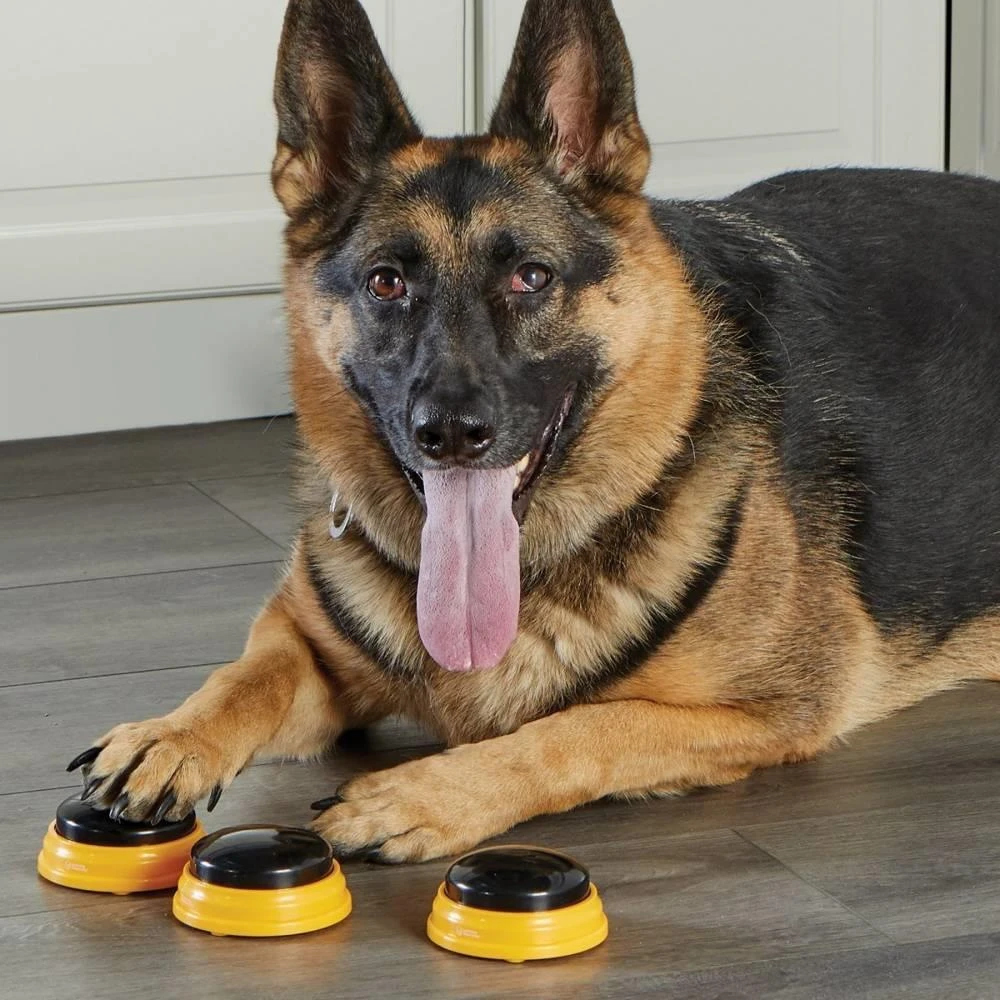 Hunger For Words TALKING PET NEXT WORDS NAMES 7 Hunger For Words TALKING PET NEXT WORDS NAMES – Image 5