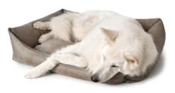 Hunter Bologna Panier Pour Chien Brun S -ROYAL CANIN Soldes Magasin fre pl Hunter Bologna Panier pour chien brun S 16591 3