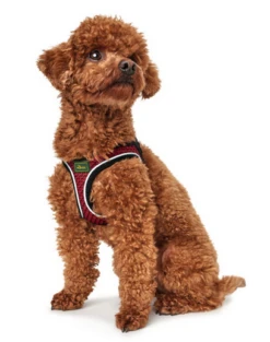 Hunter Hilo Comfort Harnais Pour Chien Rouge Taille XS 7 Hunter Hilo Comfort Harnais Pour Chien Rouge Taille XS -ROYAL CANIN Soldes Magasin fre pl Hunter Hilo Comfort Harnais pour chien rouge Taille XS 16552 3