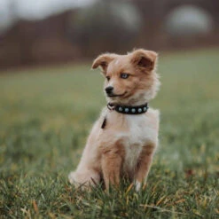 Hunter Modica Collier De Chien En Cuir XS-S- 40 Cm -ROYAL CANIN Soldes Magasin fre pl Hunter Modica collier de chien en cuir XS S 40 cm 28232 2