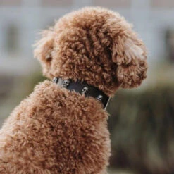 Hunter Mombasa Collier De Chien En Cuir XS-S- 40 Cm -ROYAL CANIN Soldes Magasin fre pl Hunter Mombasa collier de chien en cuir XS S 40 cm 28235 3