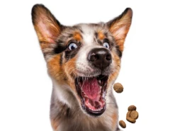 Josera Festival 15 Kg + Surprise Pour Votre Chien GRATUITES ! -ROYAL CANIN Soldes Magasin fre pl Josera Festival 15 kg surprise pour votre chien GRATUITES 25307 6