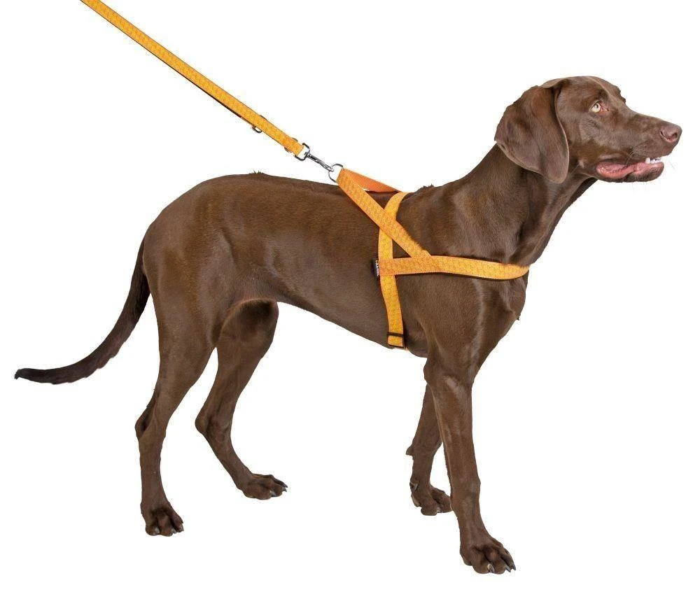 KERBL Harnais Réfléchissant Norvégien 40cm 4 KERBL Harnais Réfléchissant Norvégien 40cm – Image 2