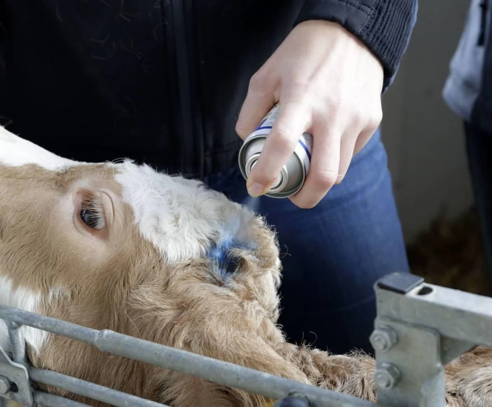 Kerbl Spray Bleu Pour Le Soin De La Peauet Des Sabots, Spray Bleu 200 Ml 4 Kerbl Spray Bleu Pour Le Soin De La Peauet Des Sabots, Spray Bleu 200 Ml – Image 2