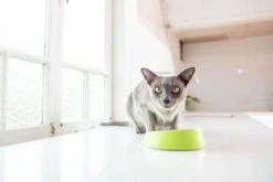 OH Bowl® Bol Pour L'hygiène Buccale Des Chats Vert 7 OH Bowl® Bol Pour L'hygiène Buccale Des Chats Vert -ROYAL CANIN Soldes Magasin fre pl OH Bowl R Bol pour lhygiene buccale des chats Vert 29736 3