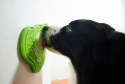 Pet Dream House 2-in-1 Slow Feeding Bowl Orange Eas -ROYAL CANIN Soldes Magasin fre pl Pet Dream House 2 in 1 slow feeding bowl Orange Eas 25985 3