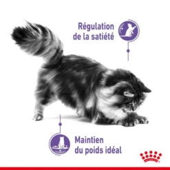 ROYAL CANIN Appetite Control Care 3,5kg -ROYAL CANIN Soldes Magasin fre pl ROYAL CANIN Appetite Control Care 3 5kg 13158 3