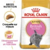 ROYAL CANIN British Shorthair Kitten 2kg -ROYAL CANIN Soldes Magasin fre pl ROYAL CANIN British Shorthair Kitten 2kg 16882 1