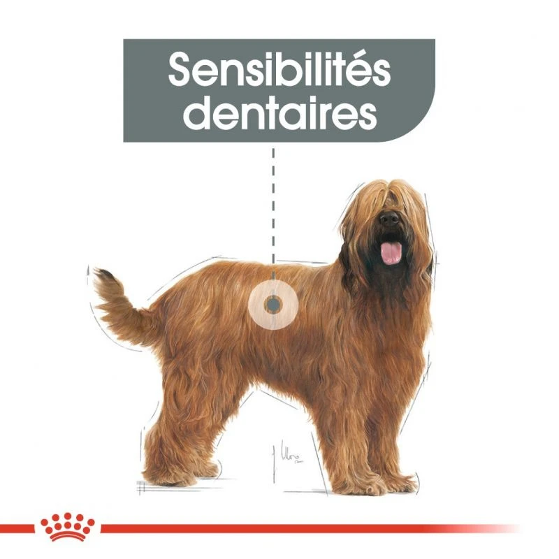 ROYAL CANIN CCN Maxi Dental Care 3kg + ORIJEN Original Chien 340g GRATUIT 4 ROYAL CANIN CCN Maxi Dental Care 3kg + ORIJEN Original Chien 340g GRATUIT – Image 2