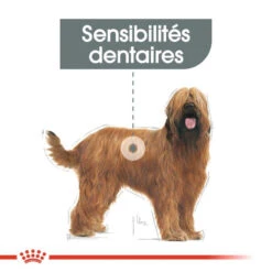 ROYAL CANIN CCN Maxi Dental Care 9kg -ROYAL CANIN Soldes Magasin fre pl ROYAL CANIN CCN Maxi Dental Care 9kg 10068 5