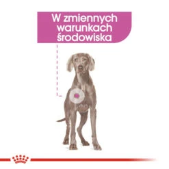 ROYAL CANIN CCN Maxi Relax Care 9kg X2 -ROYAL CANIN Soldes Magasin fre pl ROYAL CANIN CCN Maxi Relax Care 9kg x2 30719 2