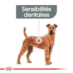 ROYAL CANIN CCN Medium Dental Care 3kg -ROYAL CANIN Soldes Magasin fre pl ROYAL CANIN CCN Medium Dental Care 3kg 10073 7
