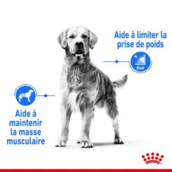 ROYAL CANIN CCN Medium Light Weight Care 3kg -ROYAL CANIN Soldes Magasin fre pl ROYAL CANIN CCN Medium Light Weight Care 3kg 10066 3