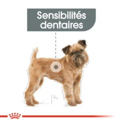 ROYAL CANIN CCN Mini Dental Care 3kg -ROYAL CANIN Soldes Magasin fre pl ROYAL CANIN CCN Mini Dental Care 3kg 16284 8