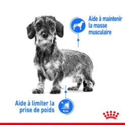 ROYAL CANIN CCN Mini Light Weight Care 8kg 11 ROYAL CANIN CCN Mini Light Weight Care 8kg -ROYAL CANIN Soldes Magasin fre pl ROYAL CANIN CCN Mini Light Weight Care 8kg 10067 7