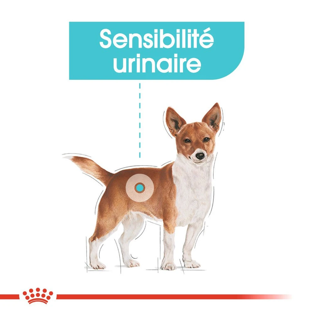 ROYAL CANIN CCN Mini Urinary Care 3kg 7 ROYAL CANIN CCN Mini Urinary Care 3kg – Image 5