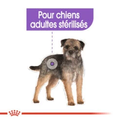 ROYAL CANIN CCN Sterilised Mini 1kg -ROYAL CANIN Soldes Magasin fre pl ROYAL CANIN CCN Sterilised Mini 1kg 10084 5
