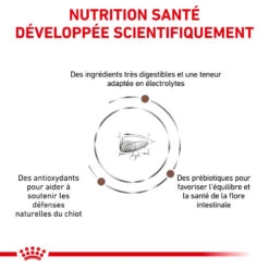 ROYAL CANIN Gastrointestinal Puppy 2,5kg 13 ROYAL CANIN Gastrointestinal Puppy 2,5kg -ROYAL CANIN Soldes Magasin fre pl ROYAL CANIN Gastrointestinal Puppy 2 5kg 16002 7