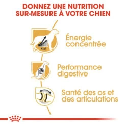 ROYAL CANIN Great Dane Adult 12kg -ROYAL CANIN Soldes Magasin fre pl ROYAL CANIN Great Dane Adult 12kg 9213 5