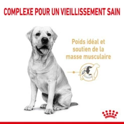 ROYAL CANIN Labrador Retriever Adult 5+ 3kgx2 -ROYAL CANIN Soldes Magasin fre pl ROYAL CANIN Labrador Retriever Adult 5 3kg x2 30738 3