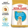 ROYAL CANIN Labrador Retriever Puppy 3kg -ROYAL CANIN Soldes Magasin fre pl ROYAL CANIN Labrador Retriever Puppy 3kg 16063 1