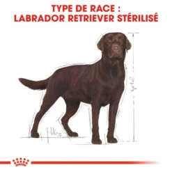 ROYAL CANIN Labrador Retriever Sterilised 12kg -ROYAL CANIN Soldes Magasin fre pl ROYAL CANIN Labrador Retriever Sterilised 12kg 9273 2