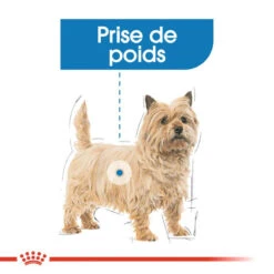 ROYAL CANIN Light Weight Care Pâté 12x85g 12 ROYAL CANIN Light Weight Care Pâté 12x85g -ROYAL CANIN Soldes Magasin fre pl ROYAL CANIN Light Weight Care Pate 12x85g 10096 4