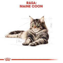 ROYAL CANIN Maine Coon Adult 10kg + Surprise Pour Votre Chat GRATUITES ! -ROYAL CANIN Soldes Magasin fre pl ROYAL CANIN Maine Coon Adult 10kg surprise pour votre chat GRATUITES 17885 5