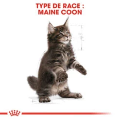 ROYAL CANIN Maine Coon Kitten 2kg -ROYAL CANIN Soldes Magasin fre pl ROYAL CANIN Maine Coon Kitten 2kg 9612 5