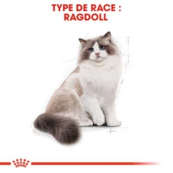 ROYAL CANIN Ragdoll Adult 400g 11 ROYAL CANIN Ragdoll Adult 400g -ROYAL CANIN Soldes Magasin fre pl ROYAL CANIN Ragdoll Adult 400g 15341 6