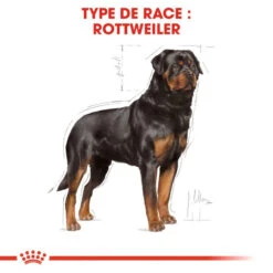 ROYAL CANIN Rottweiler Adult 12kg -ROYAL CANIN Soldes Magasin fre pl ROYAL CANIN Rottweiler Adult 12kg 9456 3
