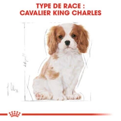 Royal Canin Cavalier King Charles Spaniel Puppy 1,5kg -ROYAL CANIN Soldes Magasin fre pl Royal Canin Cavalier King Charles Spaniel Puppy 1 5kg 9177 5