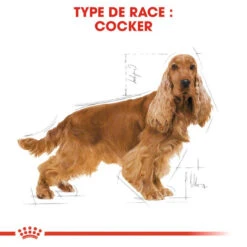 Royal Canin Cocker Spaniel Adult 12kg -ROYAL CANIN Soldes Magasin fre pl Royal Canin Cocker Spaniel Adult 12kg 9147 3