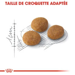 Royal Canin Exigent Aromatic Attraction 33 10kg 11 Royal Canin Exigent Aromatic Attraction 33 10kg -ROYAL CANIN Soldes Magasin fre pl Royal Canin Exigent Aromatic Attraction 33 10kg 9175 3