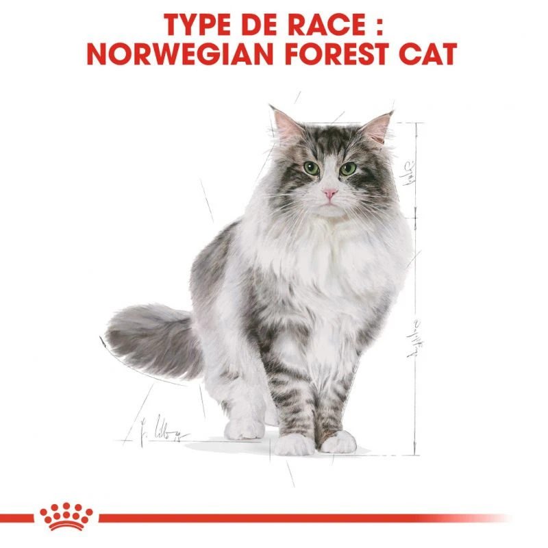 Royal Canin Norwegian Forest Cat Adult 400g 6 Royal Canin Norwegian Forest Cat Adult 400g – Image 4
