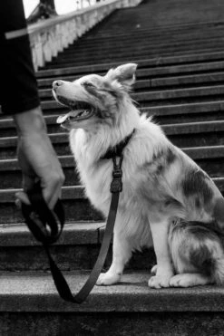 ZEE DOG GOTHAM L Laisse Pour Chien -ROYAL CANIN Soldes Magasin fre pl ZEE DOG GOTHAM L laisse pour chien 28743 3