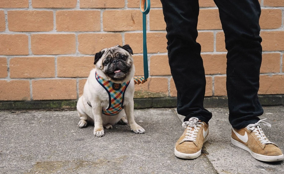 ZEE DOG PHANTOM AIR MESH Harnais Pour Chien L 4 ZEE DOG PHANTOM AIR MESH Harnais Pour Chien L – Image 2