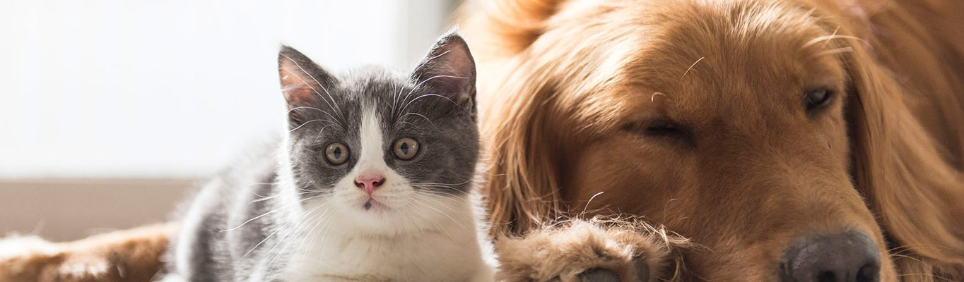 ROYAL CANIN Soldes Magasin 2 ROYAL CANIN Soldes Magasin -ROYAL CANIN Soldes Magasin cat and dog first aid banner